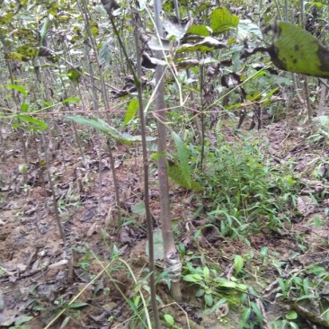 核桃苗二年苗50~100cm
