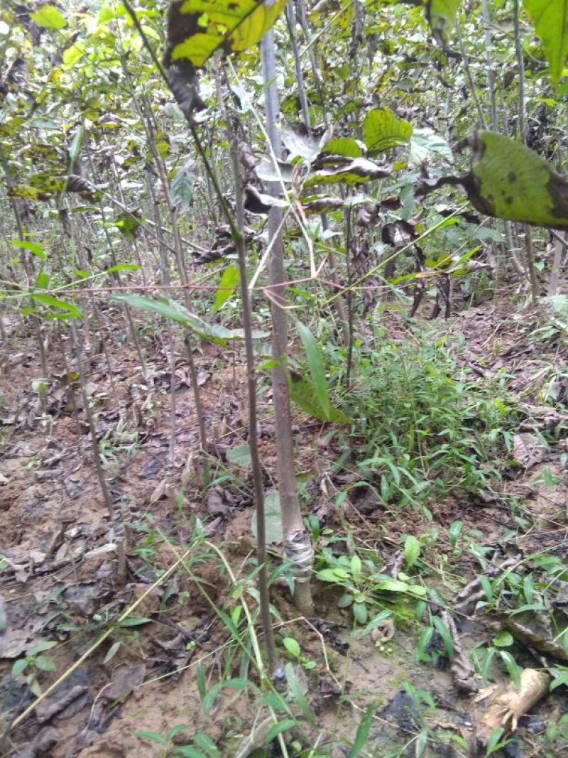 核桃苗二年苗50~100cm