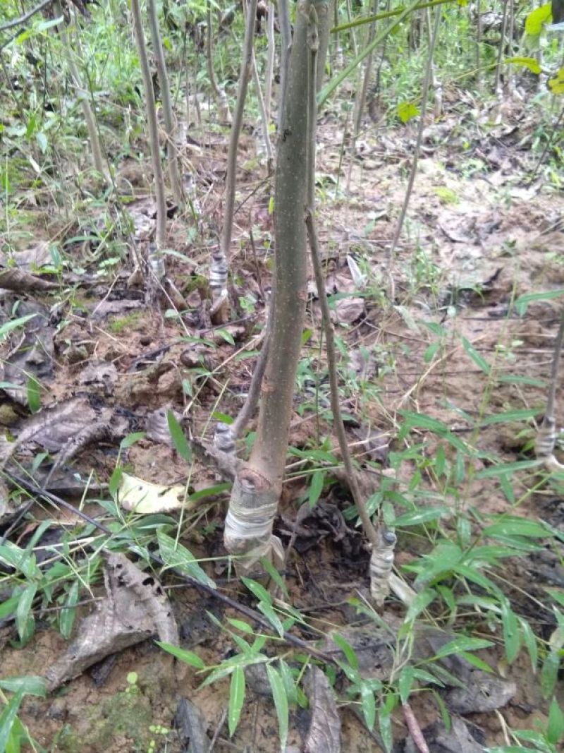 核桃苗二年苗50~100cm