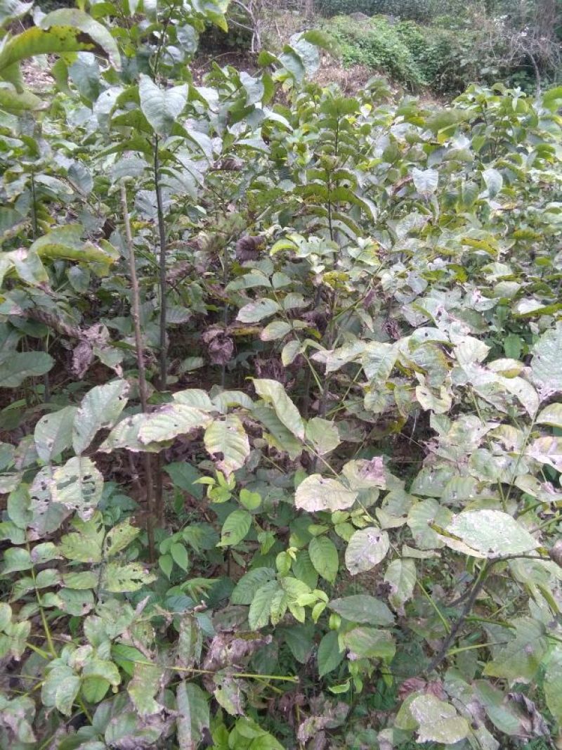 核桃苗二年苗50~100cm