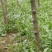 红花木槿树6~8cm4~6cm1.5~2米