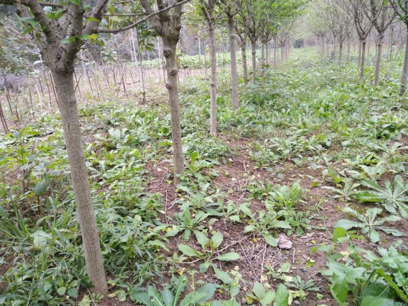 红花木槿树6~8cm4~6cm1.5~2米