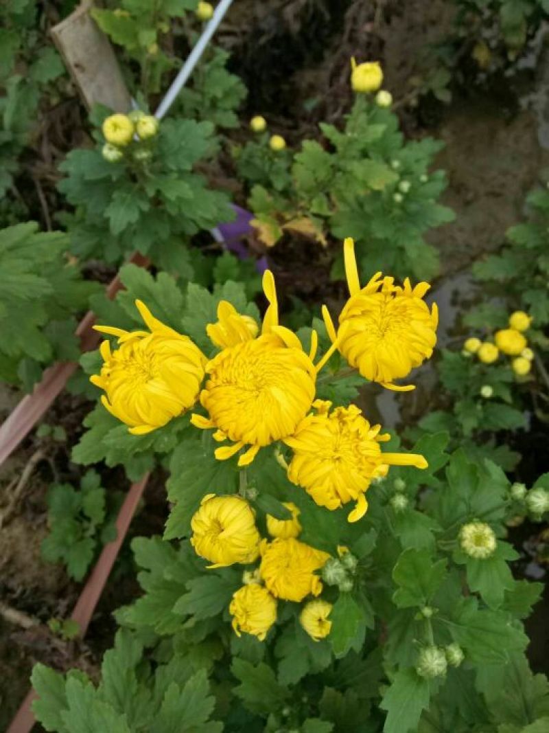 皇菊金丝皇菊