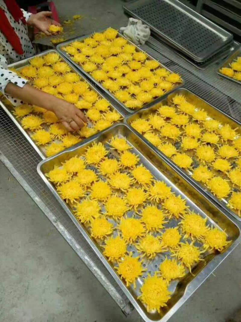 皇菊金丝皇菊