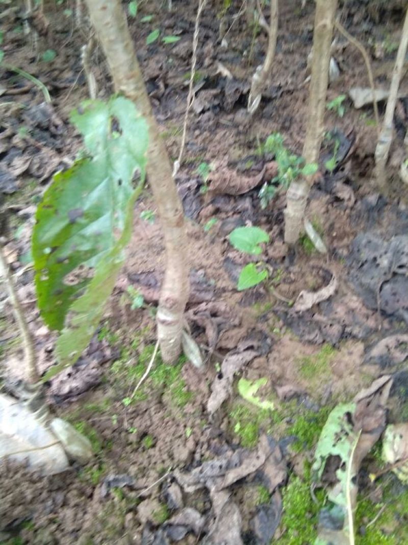 红灯笼樱桃苗1年30~50cm