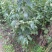 红灯笼樱桃苗1年30~50cm