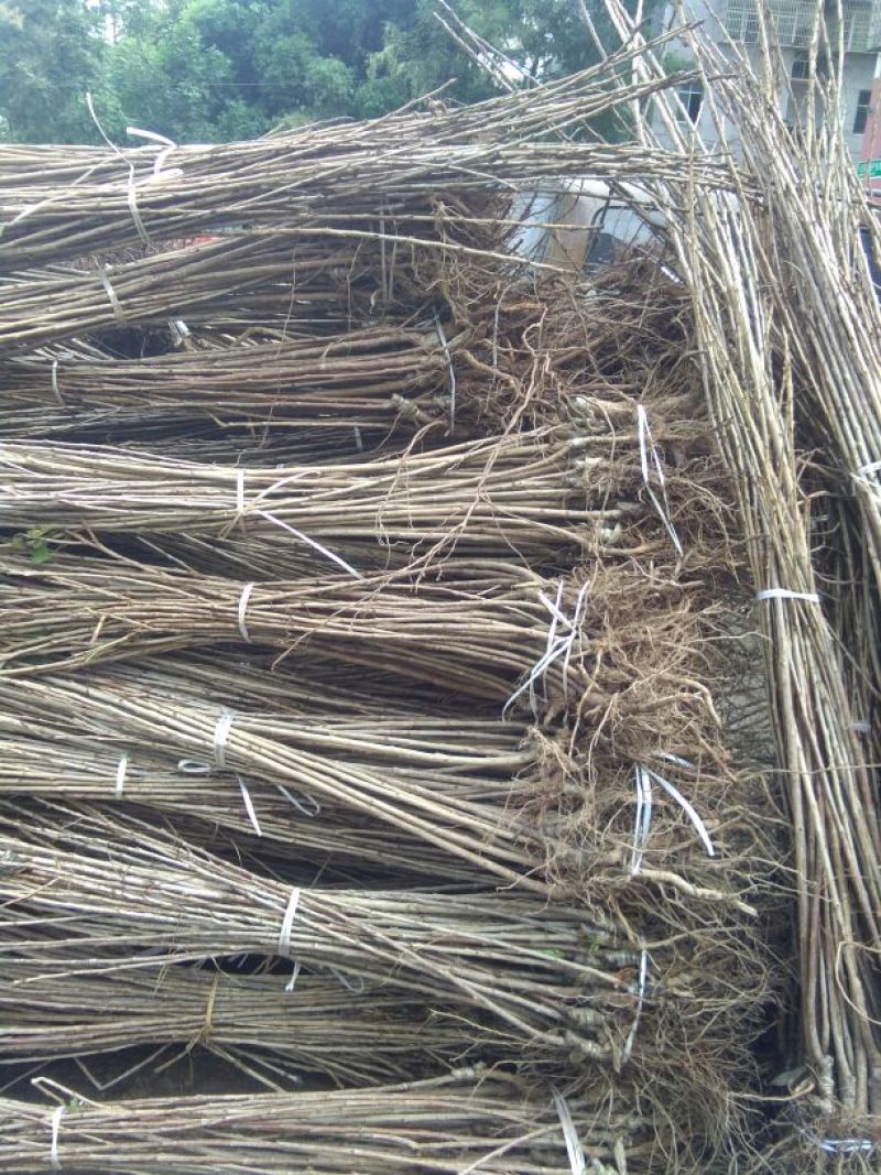 红灯笼樱桃苗1年30~50cm