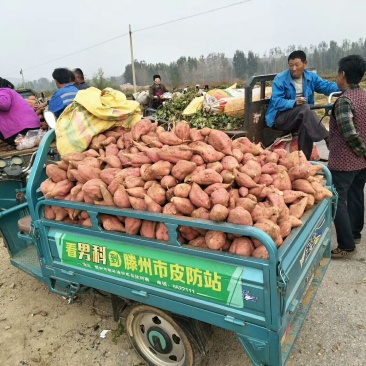 红香蕉红薯3两以上商品薯红心