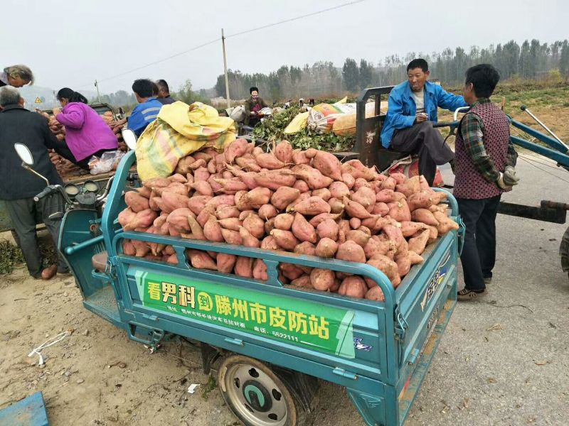 红香蕉红薯3两以上商品薯红心