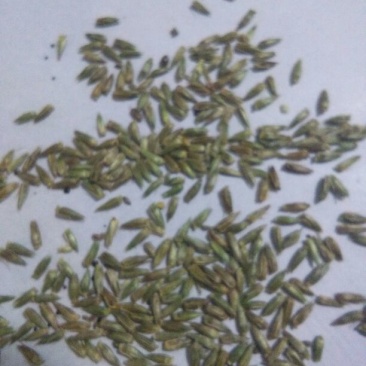 牛膝种子