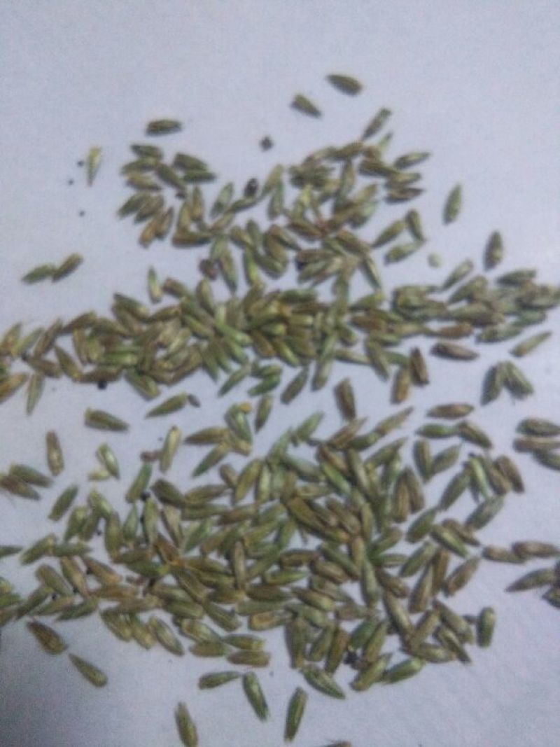 牛膝种子