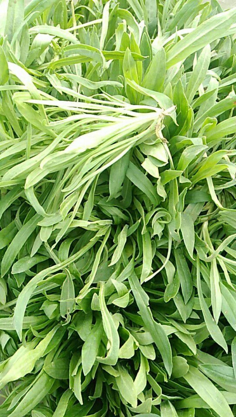 面条菜10cm以下
