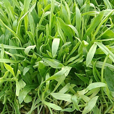 面条菜10cm以下