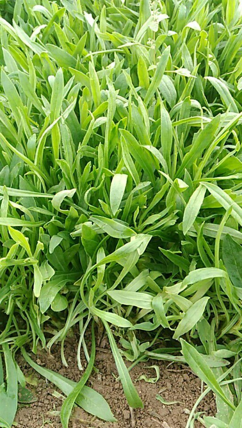 面条菜10cm以下