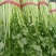 芹菜西芹60cm以上大量现货芹菜量大优惠
