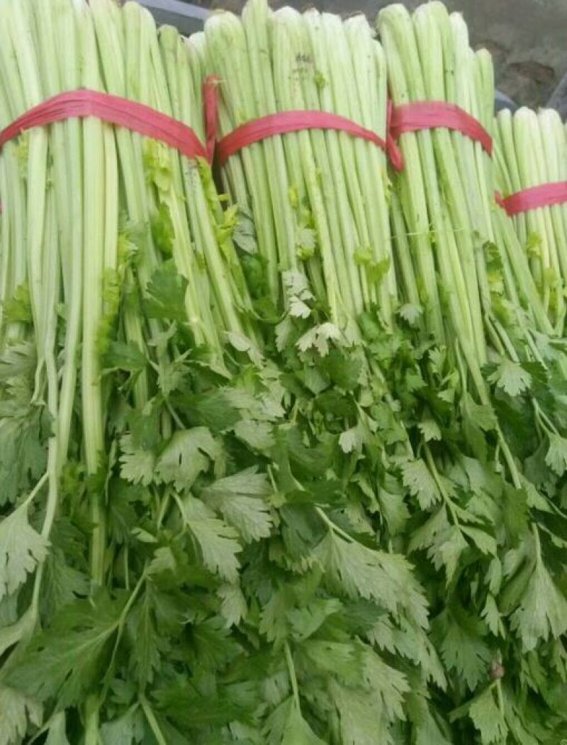 芹菜西芹60cm以上大量现货芹菜量大优惠