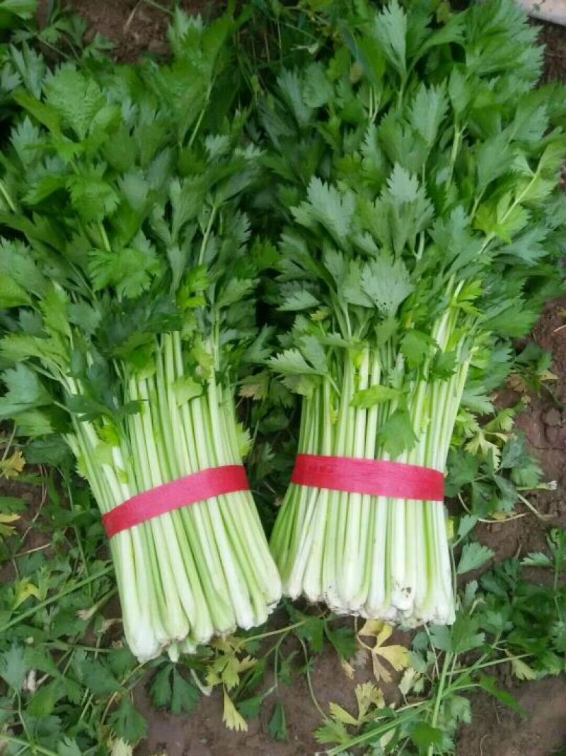 芹菜西芹60cm以上大量现货芹菜量大优惠