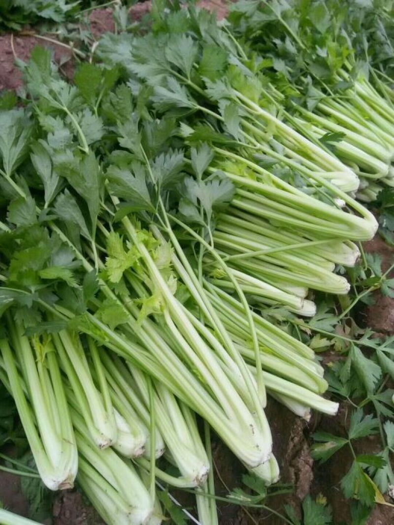 芹菜西芹60cm以上大量现货芹菜量大优惠