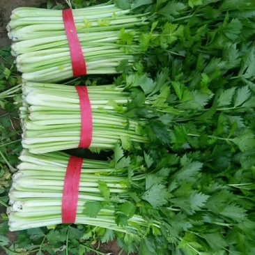 芹菜西芹60cm以上大量现货芹菜量大优惠