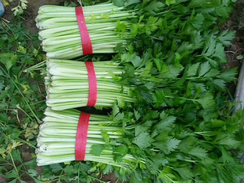 芹菜西芹60cm以上大量现货芹菜量大优惠