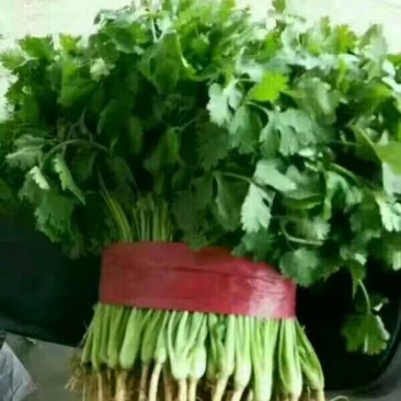 精品大叶香菜，产地直发，需要联系，20～30公分