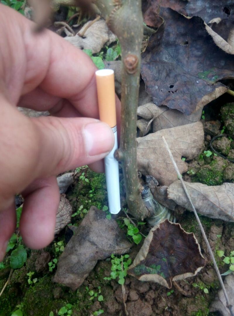 金艳猕猴桃苗提供技术指导现挖现发