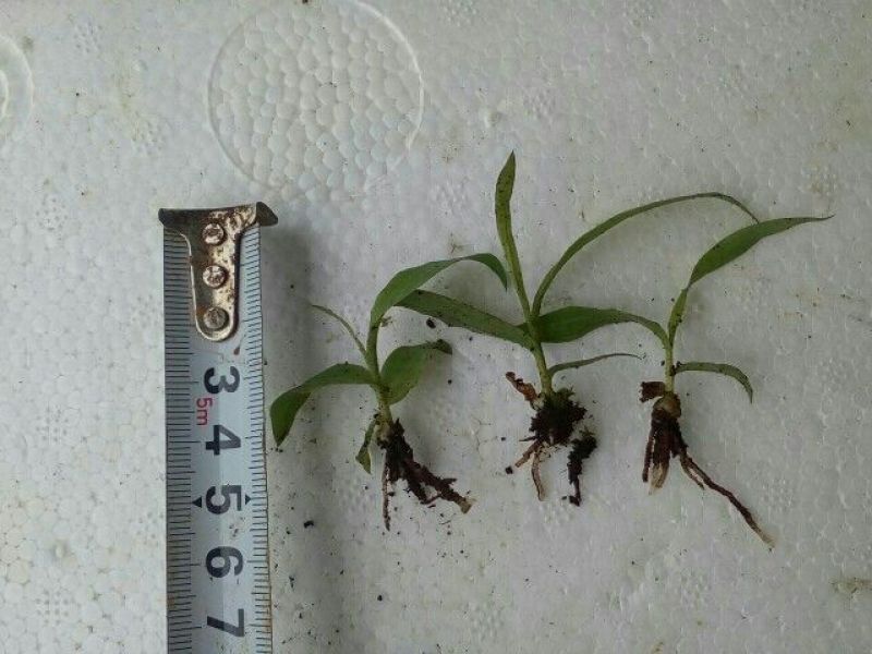 三叉白芨种苗10cm以下