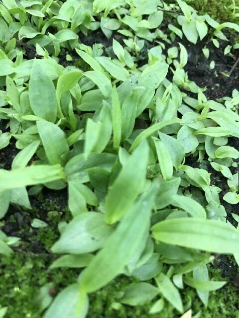 三叉白芨种苗10cm以下