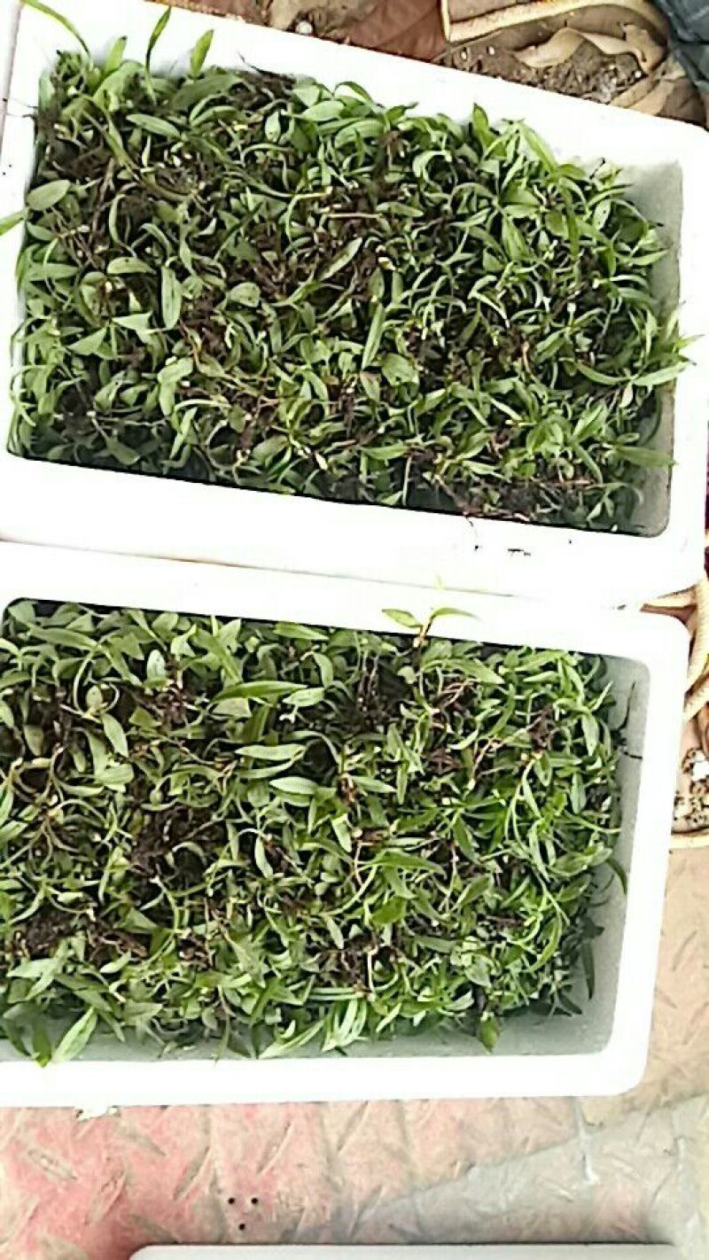 三叉白芨种苗10cm以下