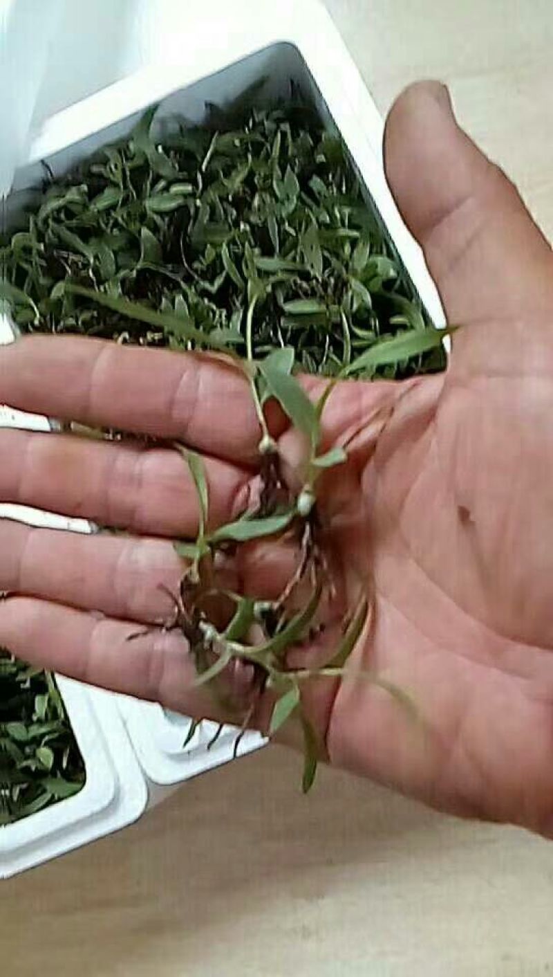 三叉白芨种苗10cm以下