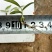 三叉白芨种苗10cm以下