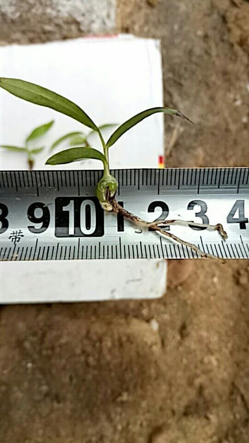三叉白芨种苗10cm以下