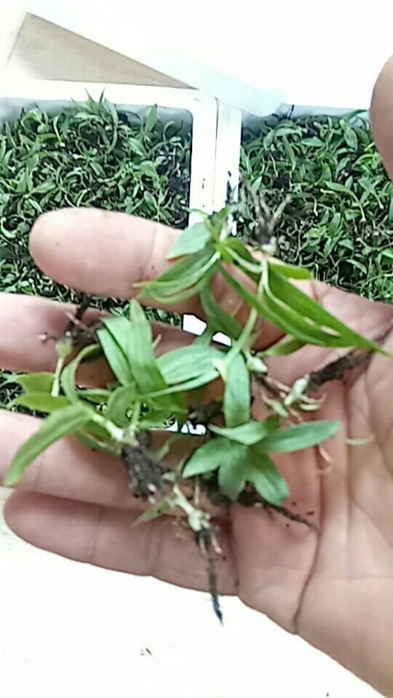 三叉白芨种苗10cm以下