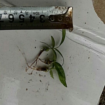 三叉白芨种苗10cm以下