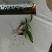 三叉白芨种苗10cm以下