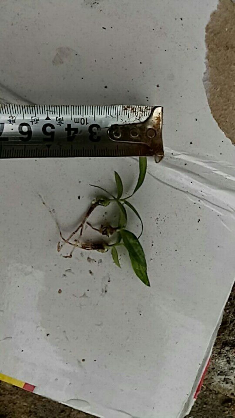 三叉白芨种苗10cm以下