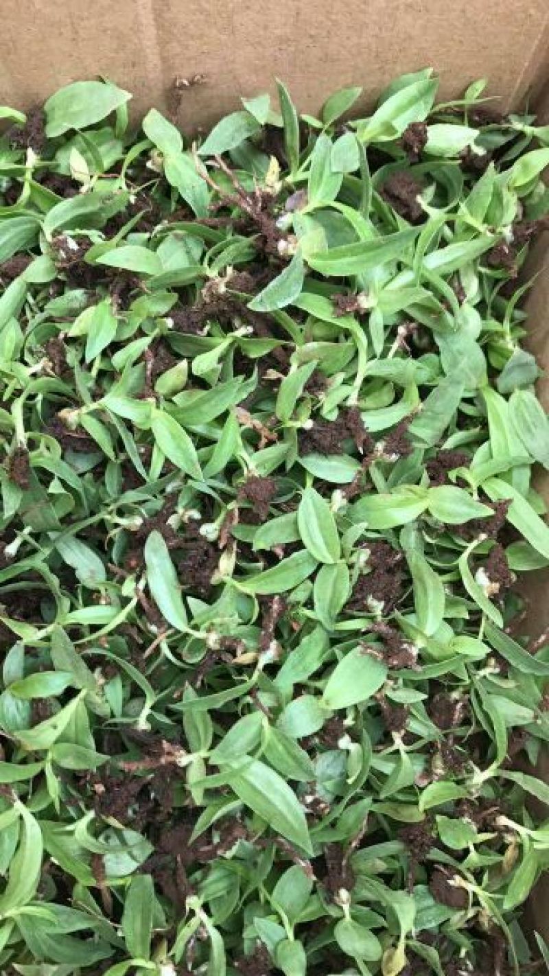 三叉白芨种苗10cm以下