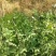 正宗无刺(黄盖狮子头)花椒苗当年结果保品种保湿邮寄