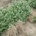 正宗无刺(黄盖狮子头)花椒苗当年结果保品种保湿邮寄