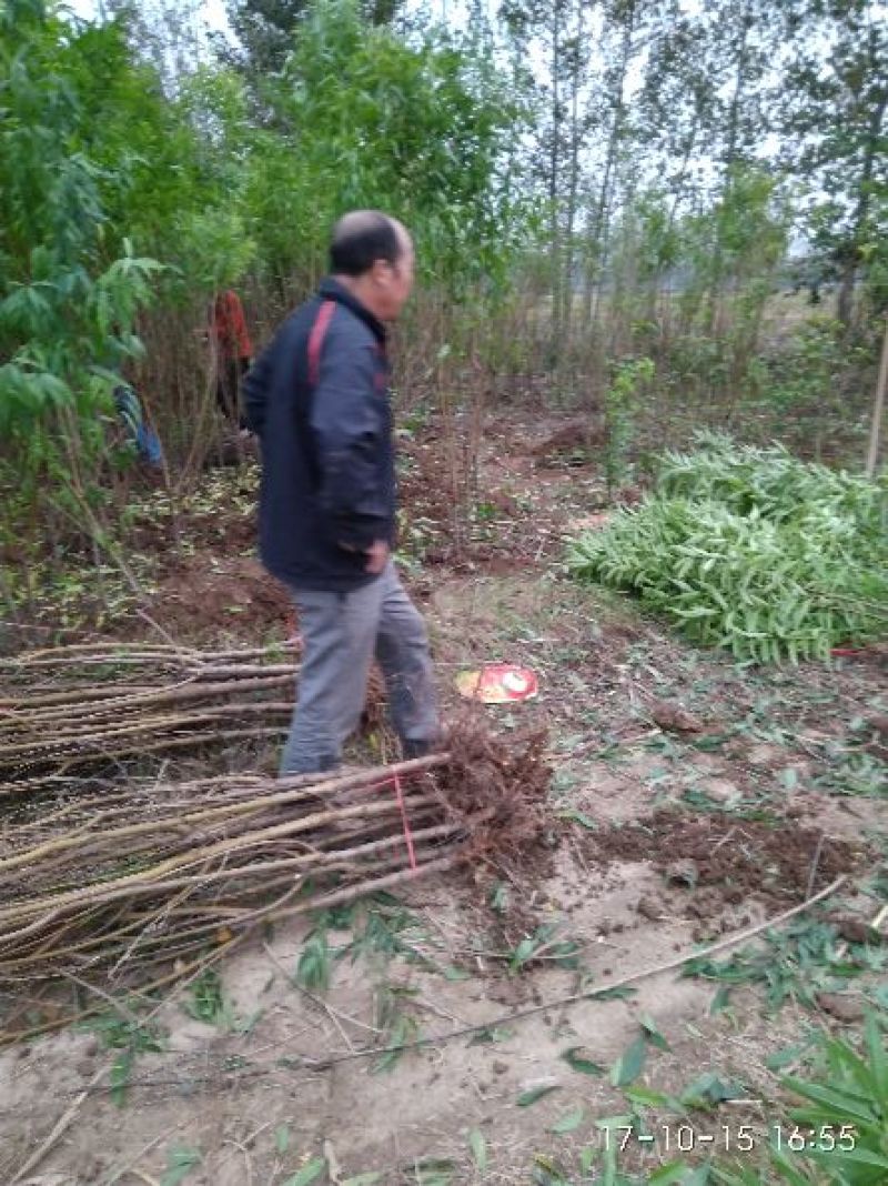毛桃树苗1-2公分占地苗