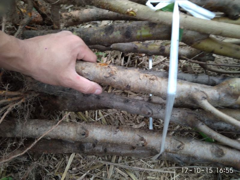 毛桃树苗1-2公分占地苗
