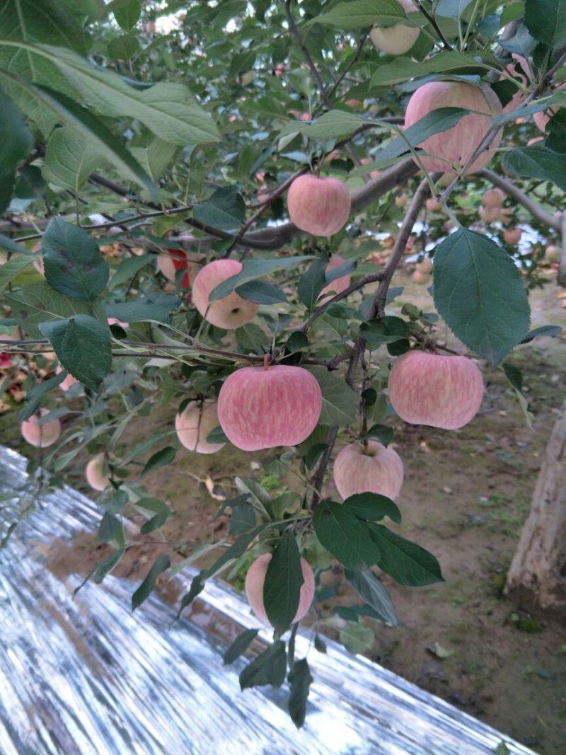 苹果70mm以上纸+膜袋