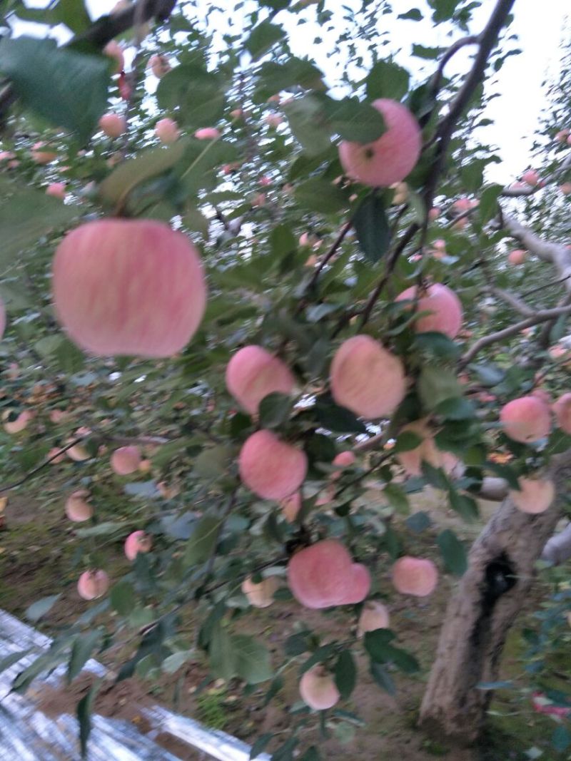 苹果70mm以上纸+膜袋