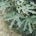无花果树苗80~100cm