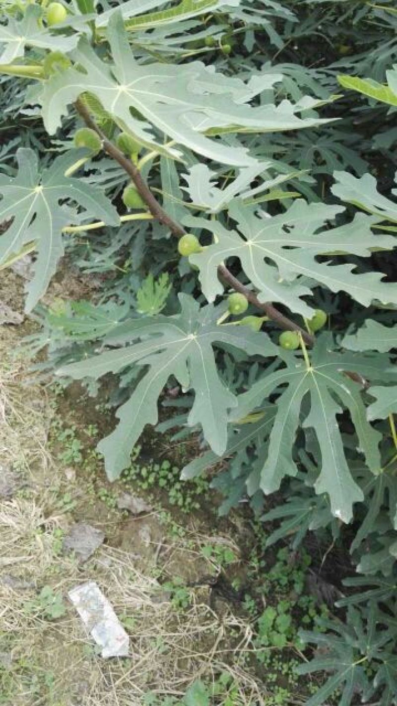 无花果树苗80~100cm