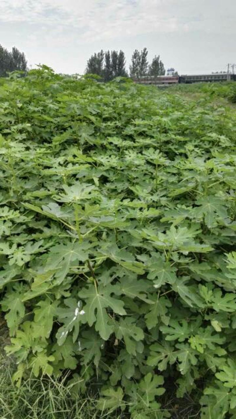 无花果树苗80~100cm