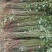 香椿苗大棚50~60cm