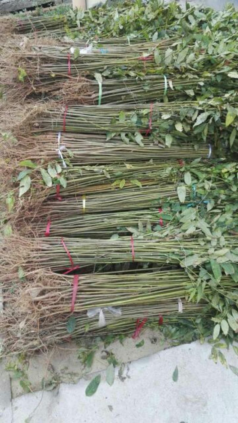 香椿苗大棚50~60cm