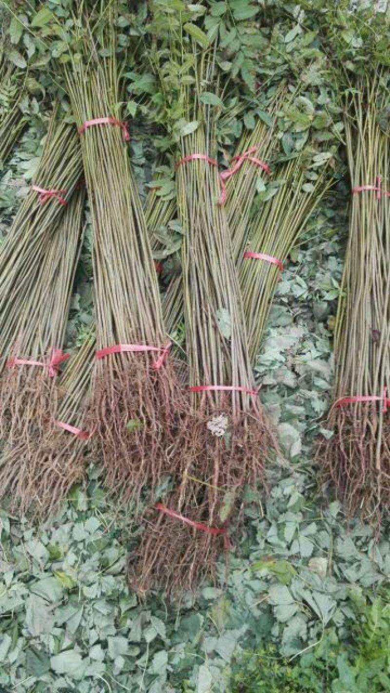 香椿苗大棚50~60cm