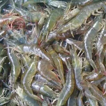 南美白对虾食用活虾